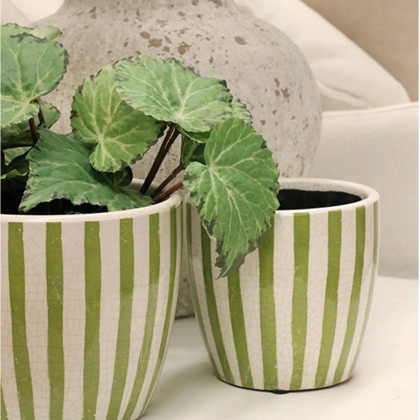 Lime Stripe Planter - The Flower Crate