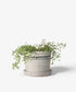 Lisbon Herb Pot - The Flower Crate