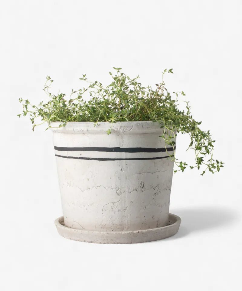 Lisbon Herb Pot - The Flower Crate