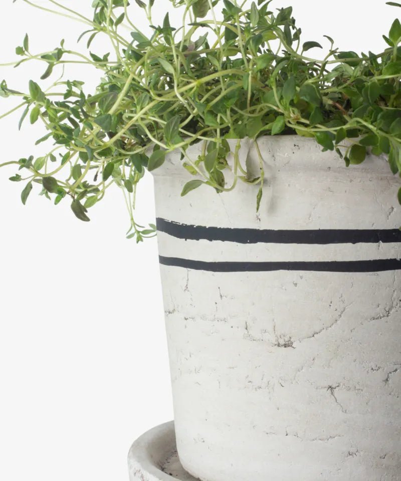 Lisbon Herb Pot - The Flower Crate