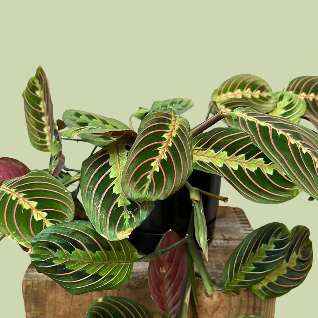 Display Maranta Collection Maranta Tricolour Hanging Basket - The Flower Crate