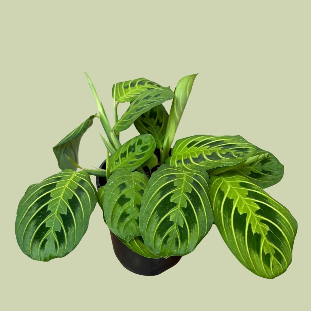 Maranta “Prayer Plant” - Lemon Lime - The Flower Crate