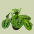 Maranta “Prayer Plant” - Lemon Lime - The Flower Crate