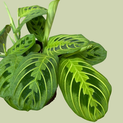 Maranta “Prayer Plant” - Lemon Lime - The Flower Crate