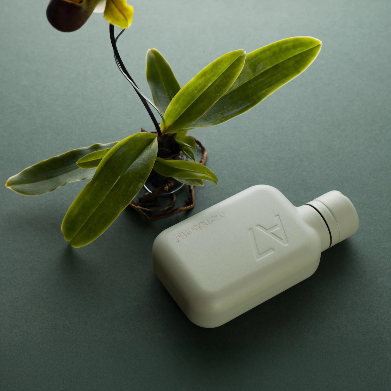 Memobottle - A7 Stainless Steel, Pistachio - The Flower Crate