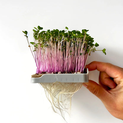 Micropod - Replacement Growmat - The Flower Crate