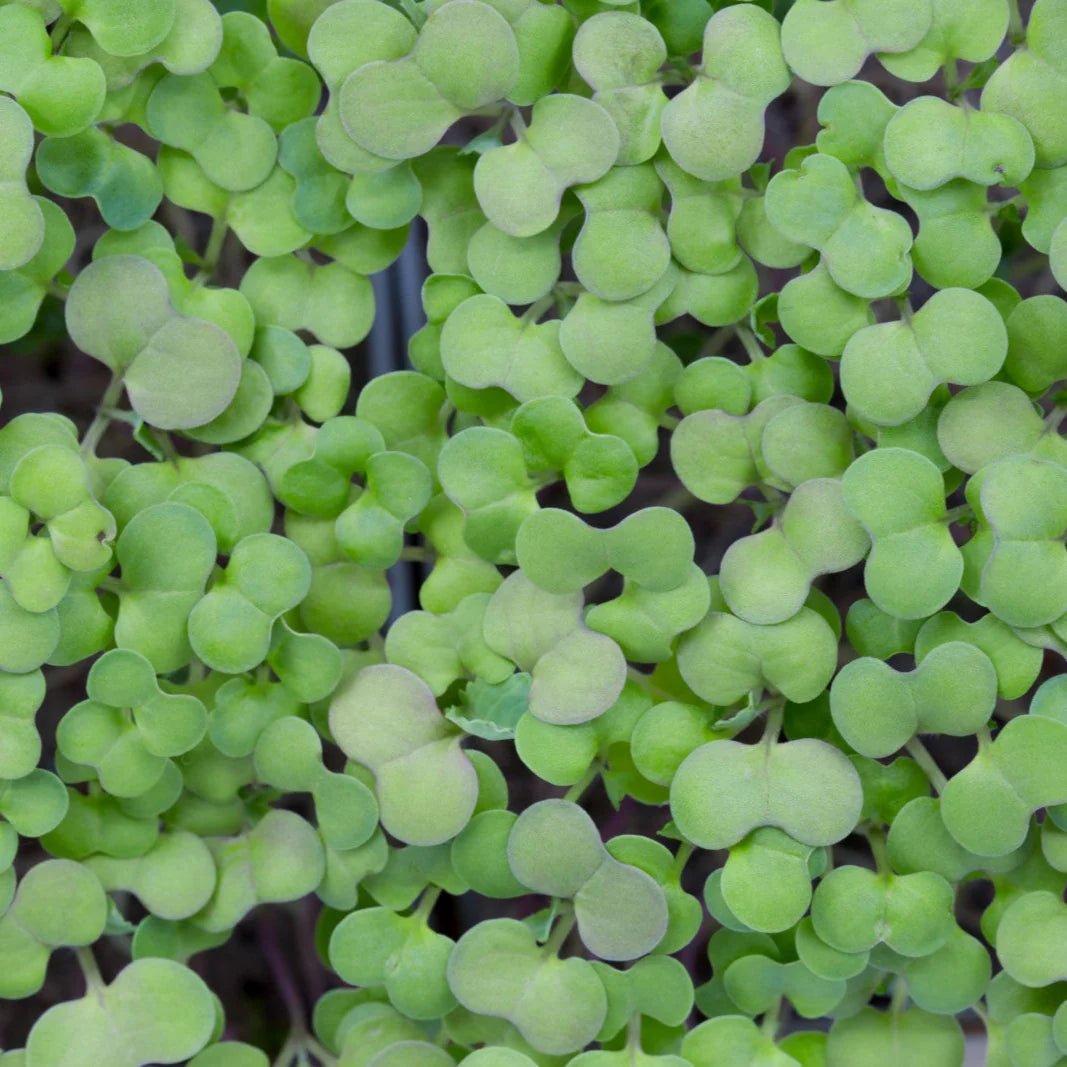 Micropod - Seedtube, Broccoli - The Flower Crate