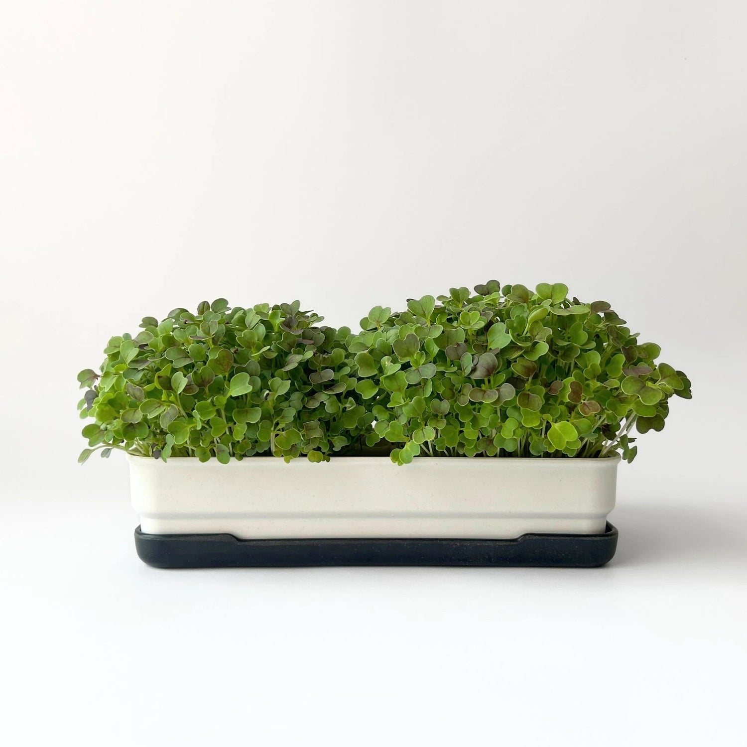 Micropod - Seedtube, Komatsuna - The Flower Crate
