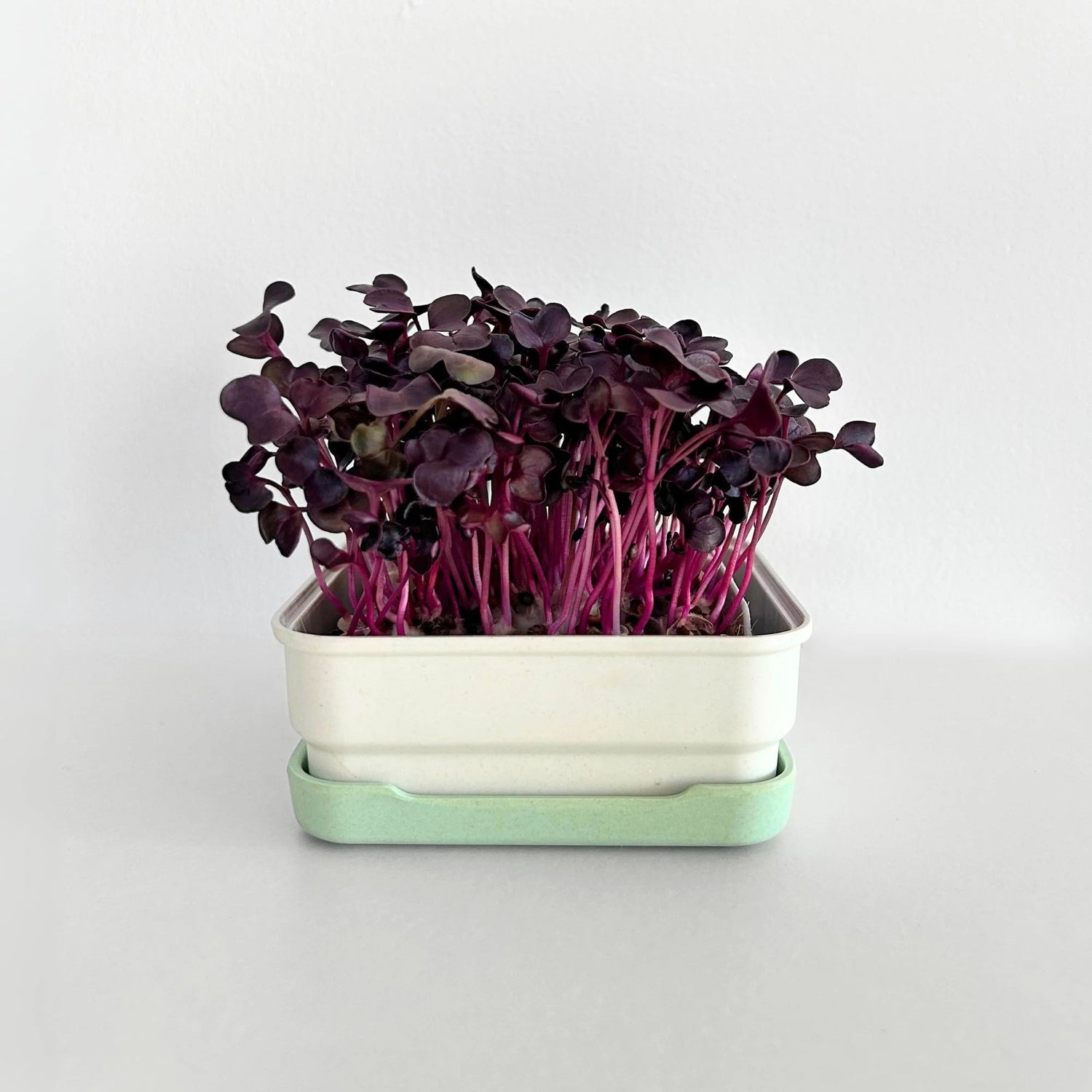 Micropod - Seedtube, Purple Radish - The Flower Crate