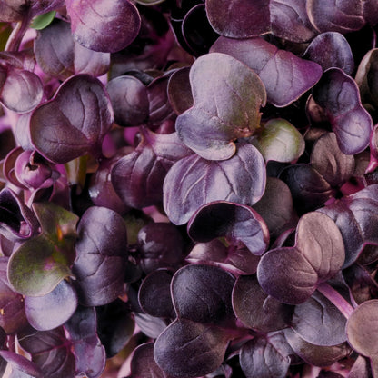 Micropod - Seedtube, Purple Radish - The Flower Crate