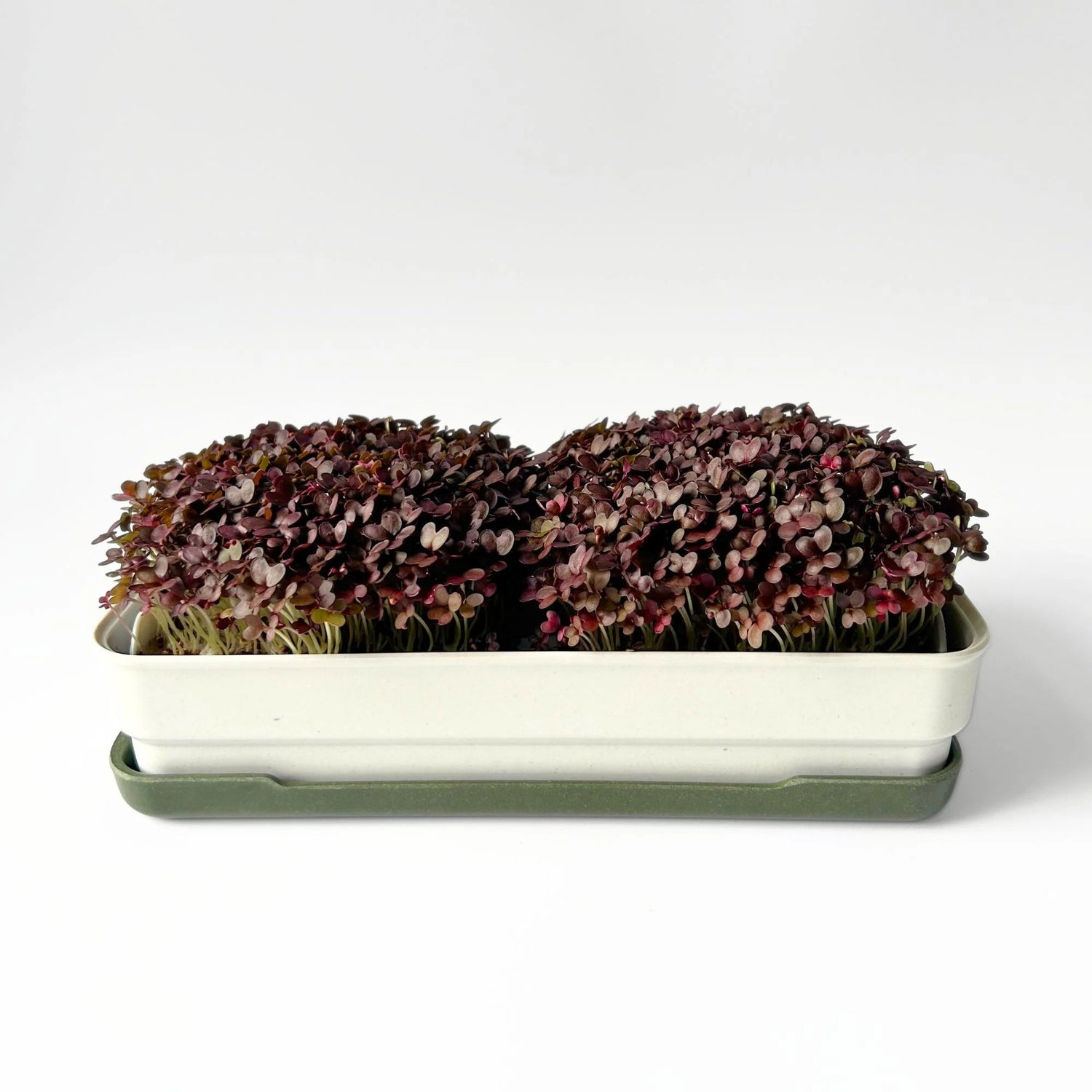 Micropod - Seedtube, Red Kale - The Flower Crate