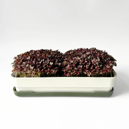 Micropod - Seedtube, Red Kale - The Flower Crate
