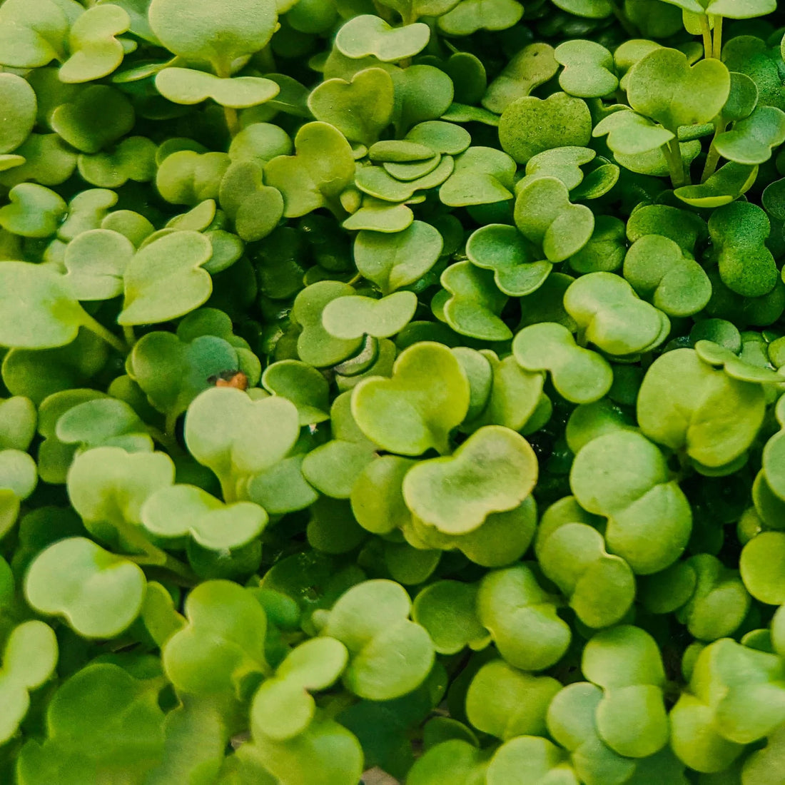 Micropod - Seedtube, Rocket - The Flower Crate