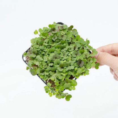 Micropod - Seedtube, Rocket - The Flower Crate