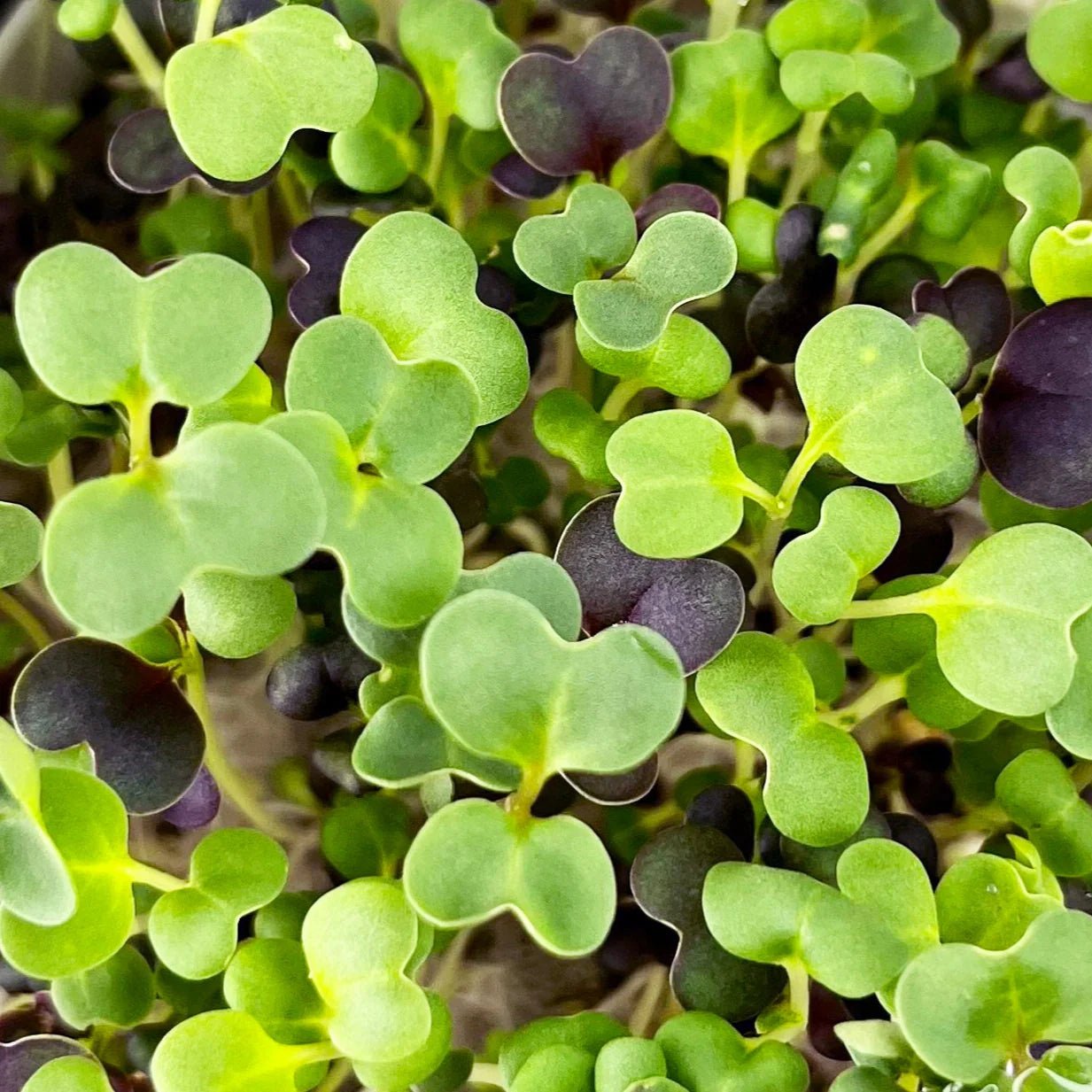 Micropod - Seedtube, Wellness Blend - The Flower Crate