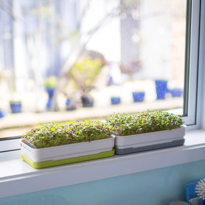 Micropod - Starter Kit, New &amp; Improved! - The Flower Crate