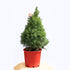 Mini Living Christmas Tree - The Flower Crate