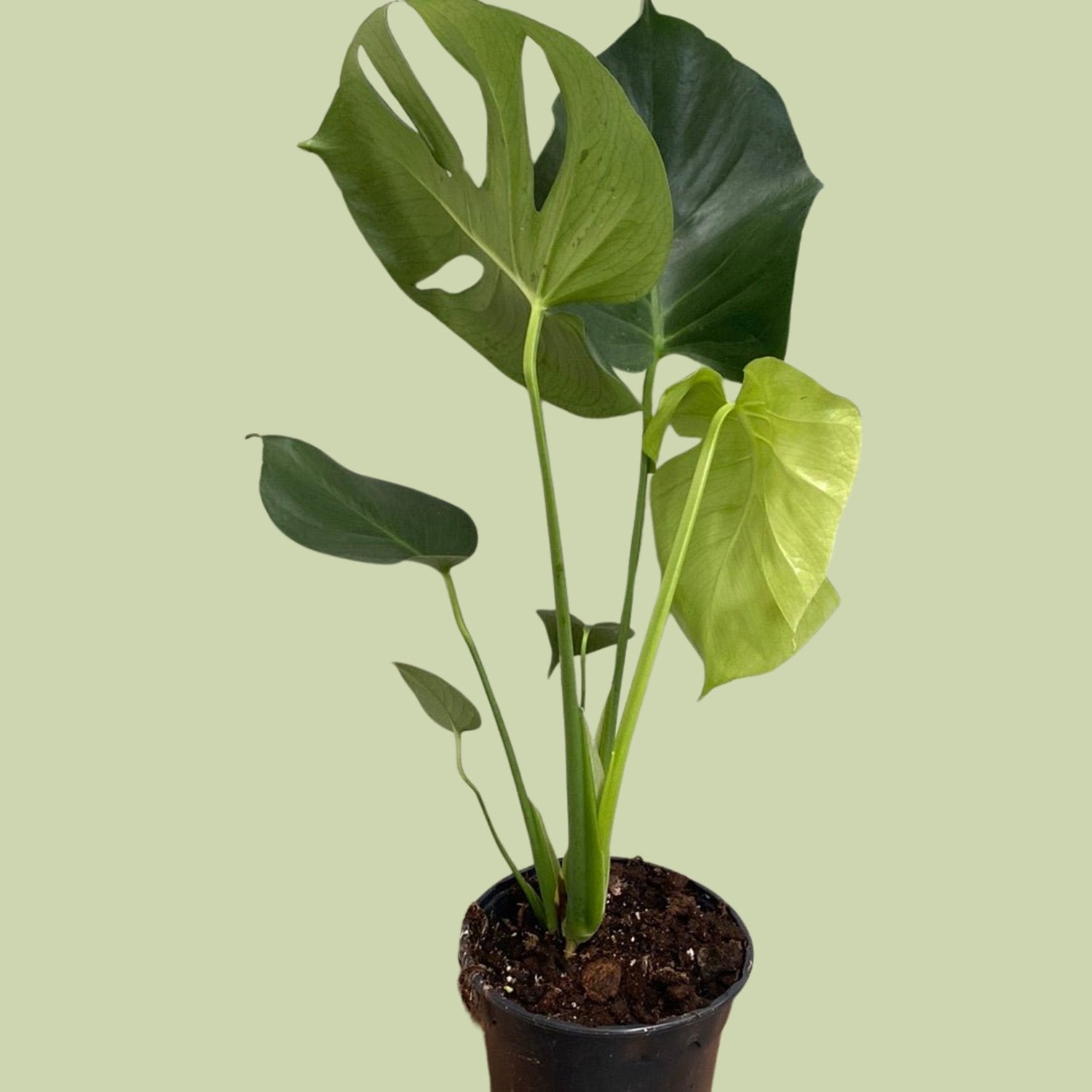 crate and barrel monstera leaf Monstera deliciosa