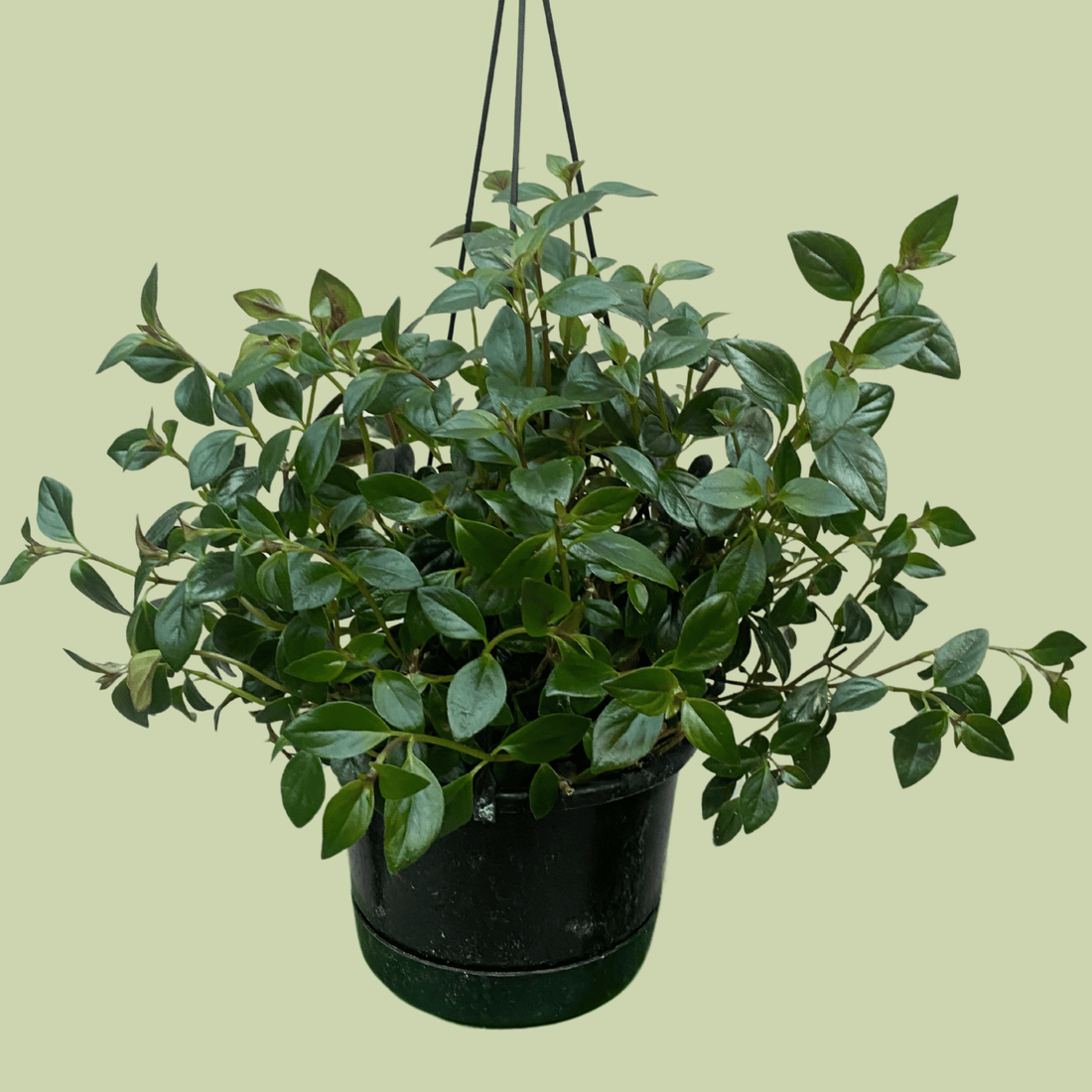 Nematanthus Radicans - The Flower Crate