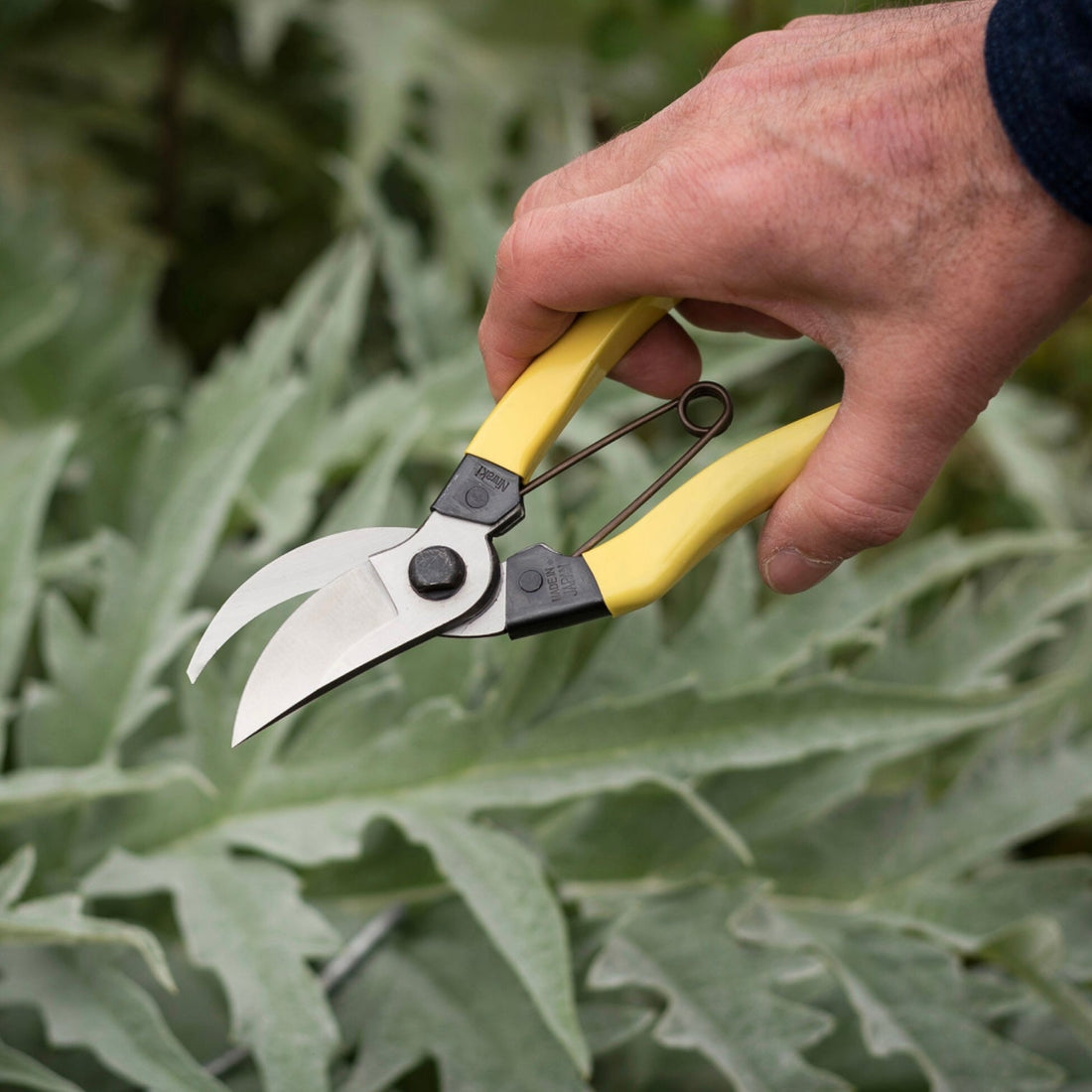 Niwaki - Mainichi Secateurs - The Flower Crate