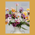 Pansies - The Flower Crate
