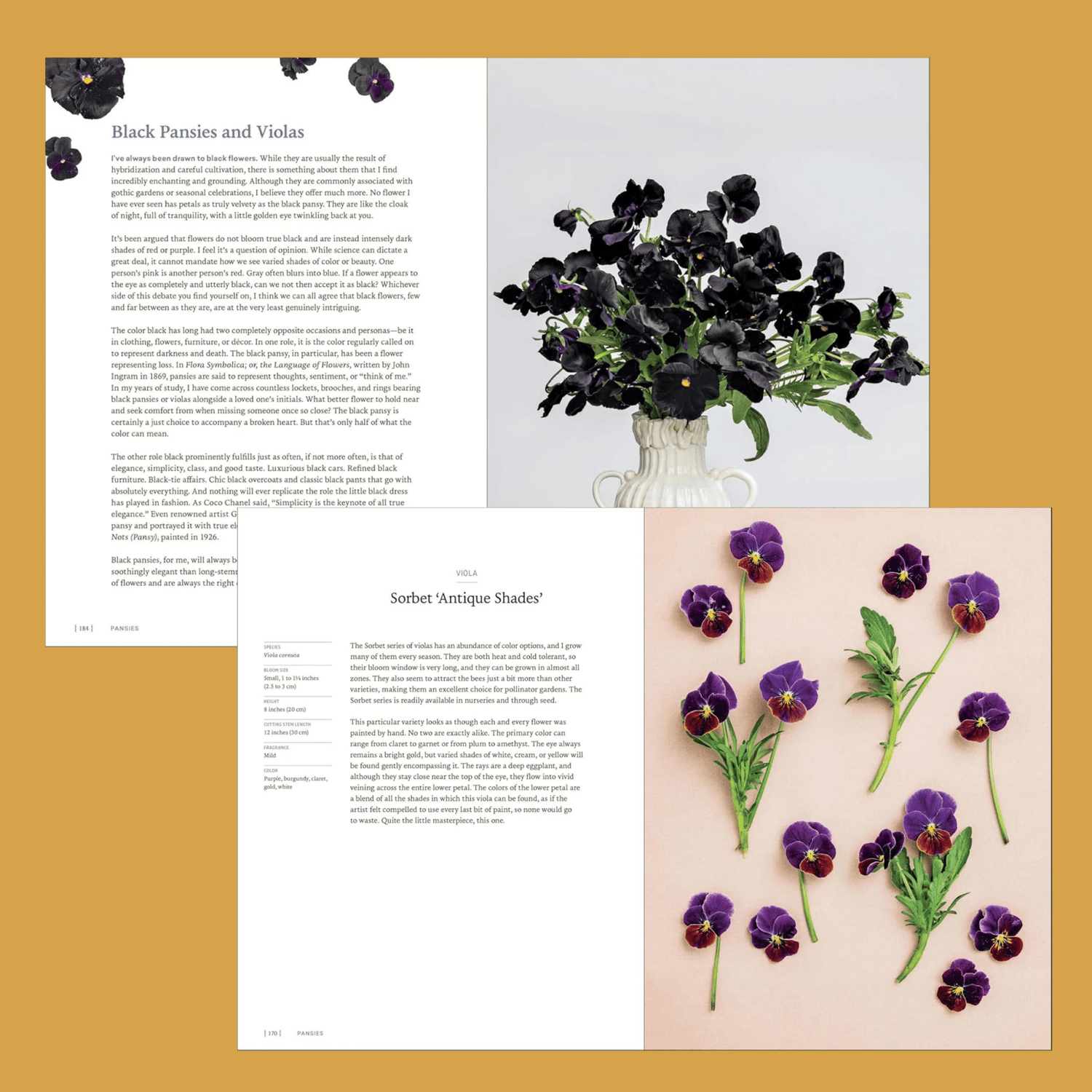 Pansies - The Flower Crate