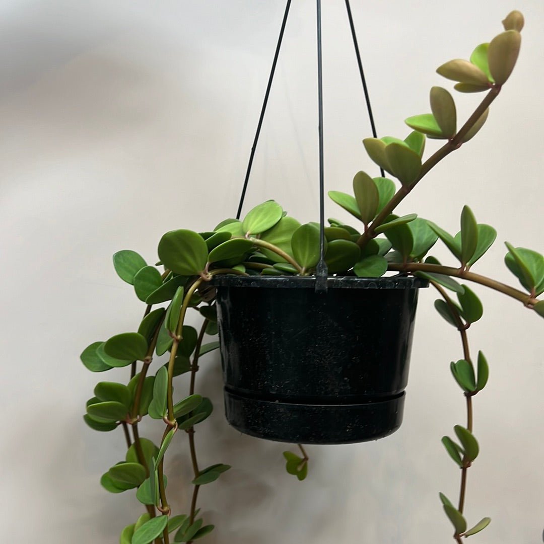 Peperomia Hope - The Flower Crate