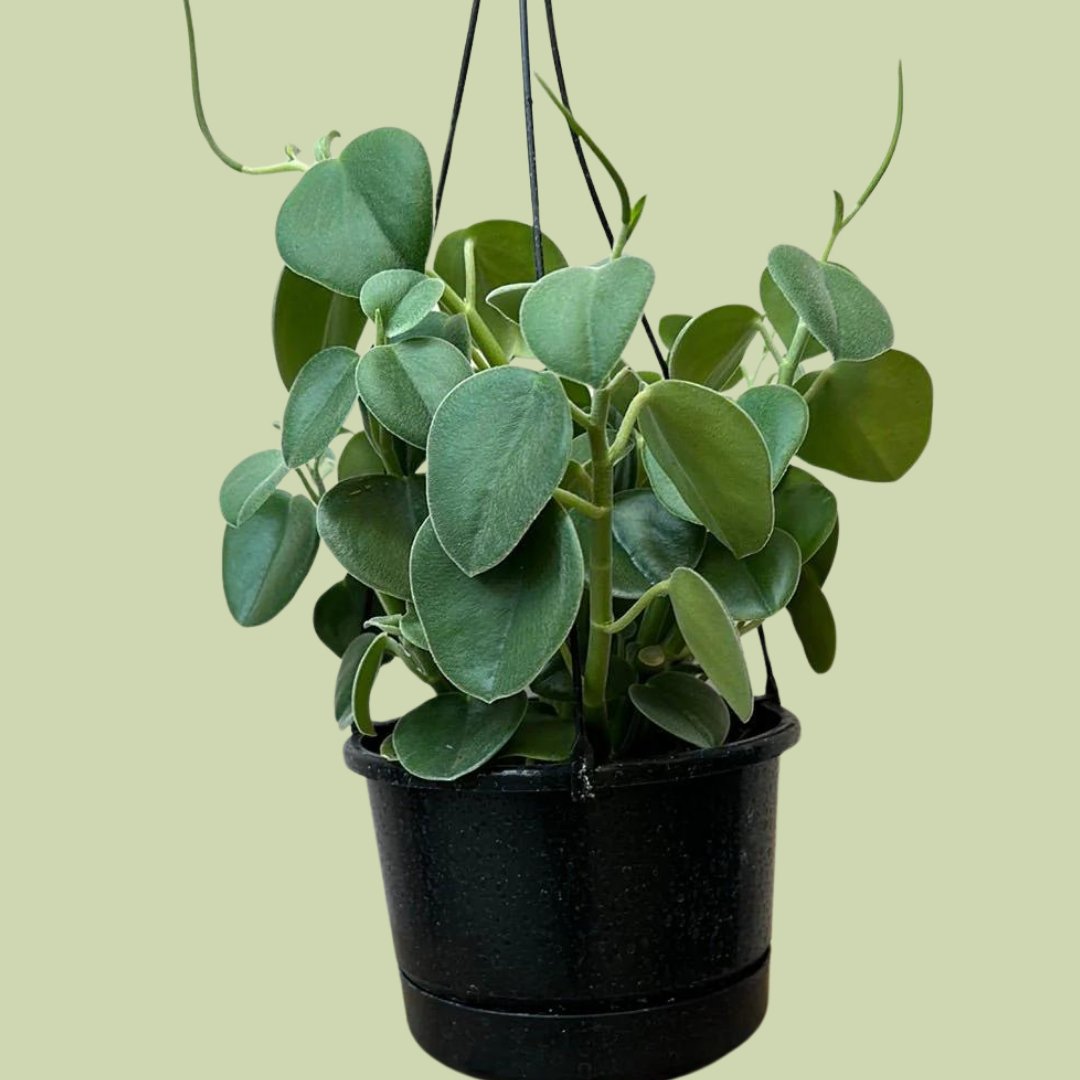 Peperomia incana - The Flower Crate