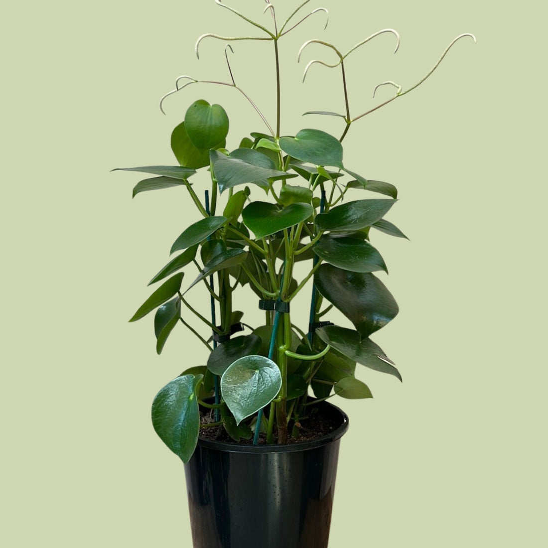 Peperomia Polybotrya - The Flower Crate