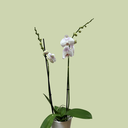 Phalaenopsis Orchid double Colour - The Flower Crate