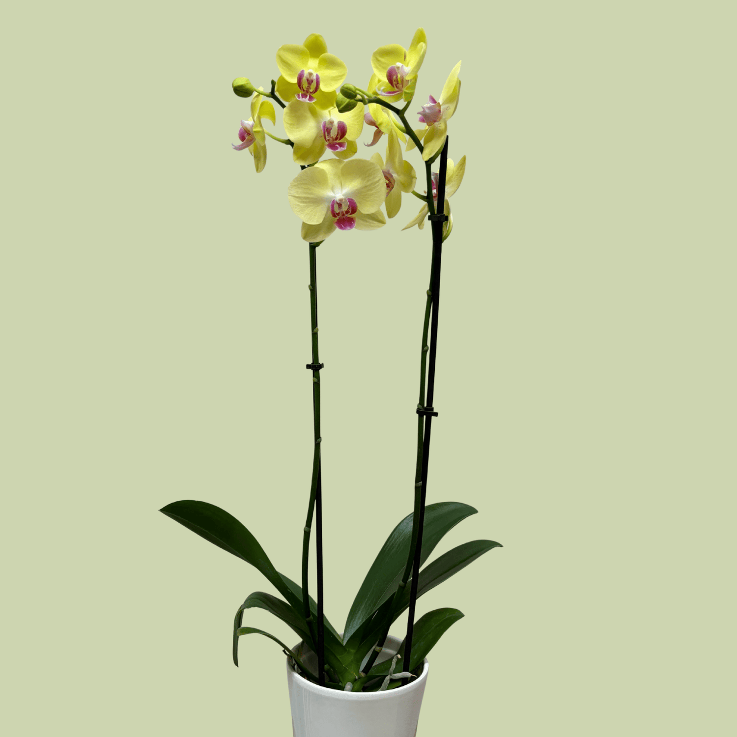 Phalaenopsis Orchid double Colour - The Flower Crate