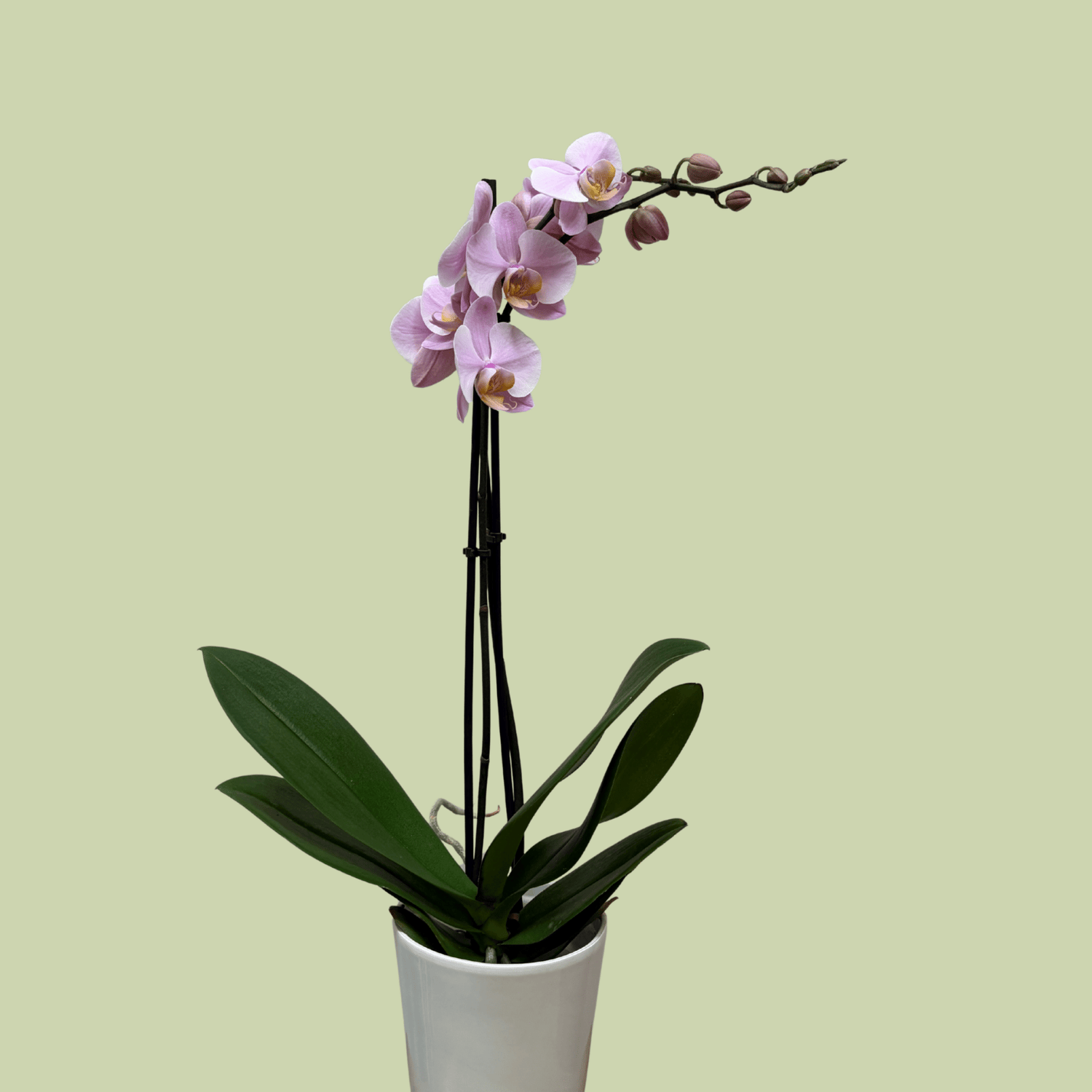 Phalaenopsis Orchid double Colour - The Flower Crate