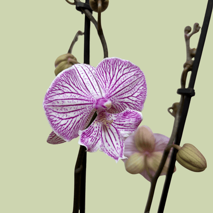 Phalaenopsis Orchid double Colour - The Flower Crate
