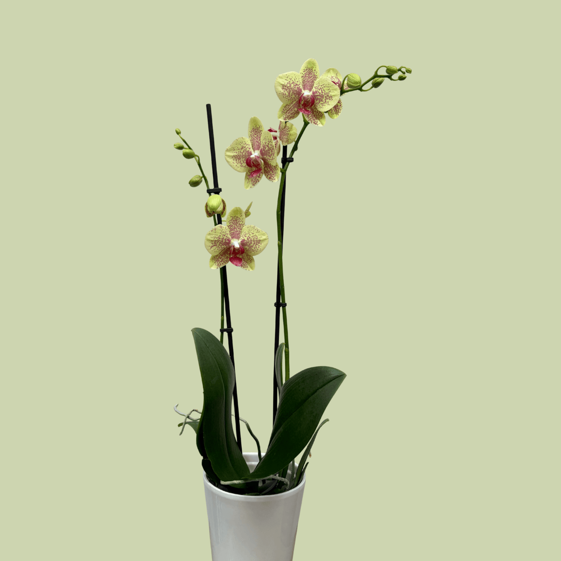 Phalaenopsis Orchid double Colour - The Flower Crate