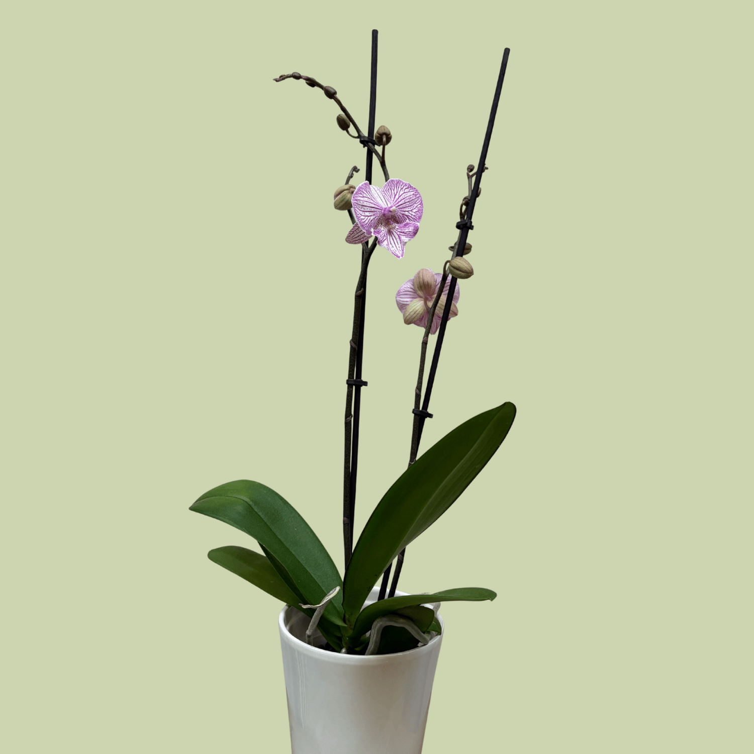 Phalaenopsis Orchid double Colour - The Flower Crate