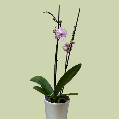 Phalaenopsis Orchid double Colour - The Flower Crate
