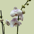 Phalaenopsis Orchid double Colour - The Flower Crate