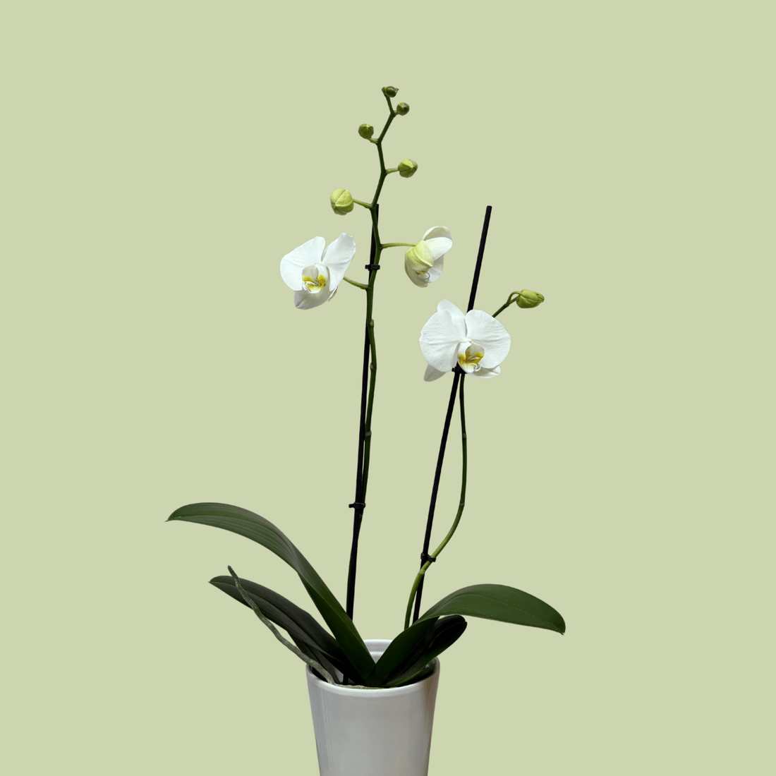Phalaenopsis Orchid Double White - The Flower Crate
