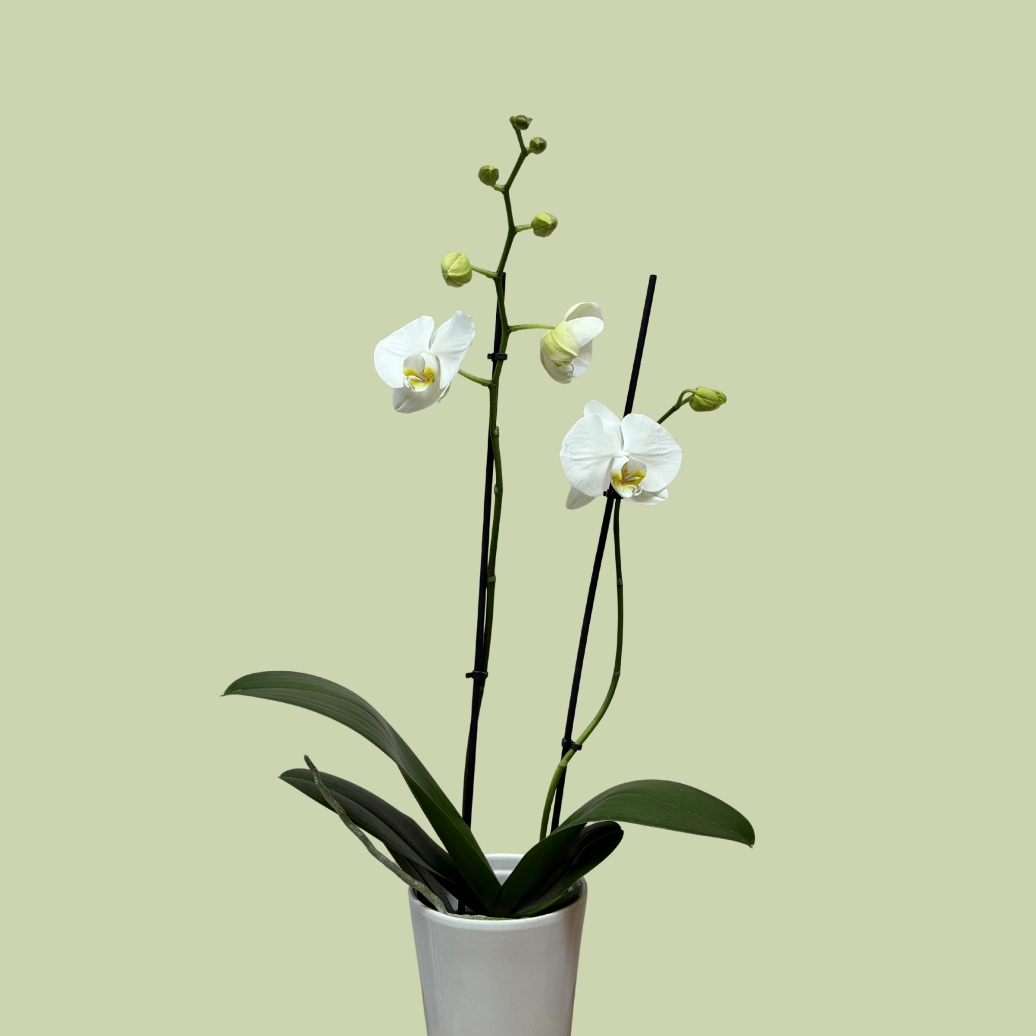 Phalaenopsis Orchid Double White - The Flower Crate