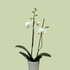 Phalaenopsis Orchid Double White - The Flower Crate