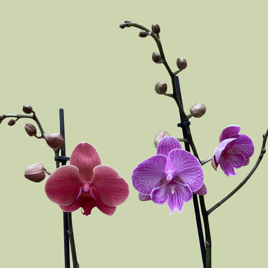 Phalaenopsis Orchid Single - The Flower Crate