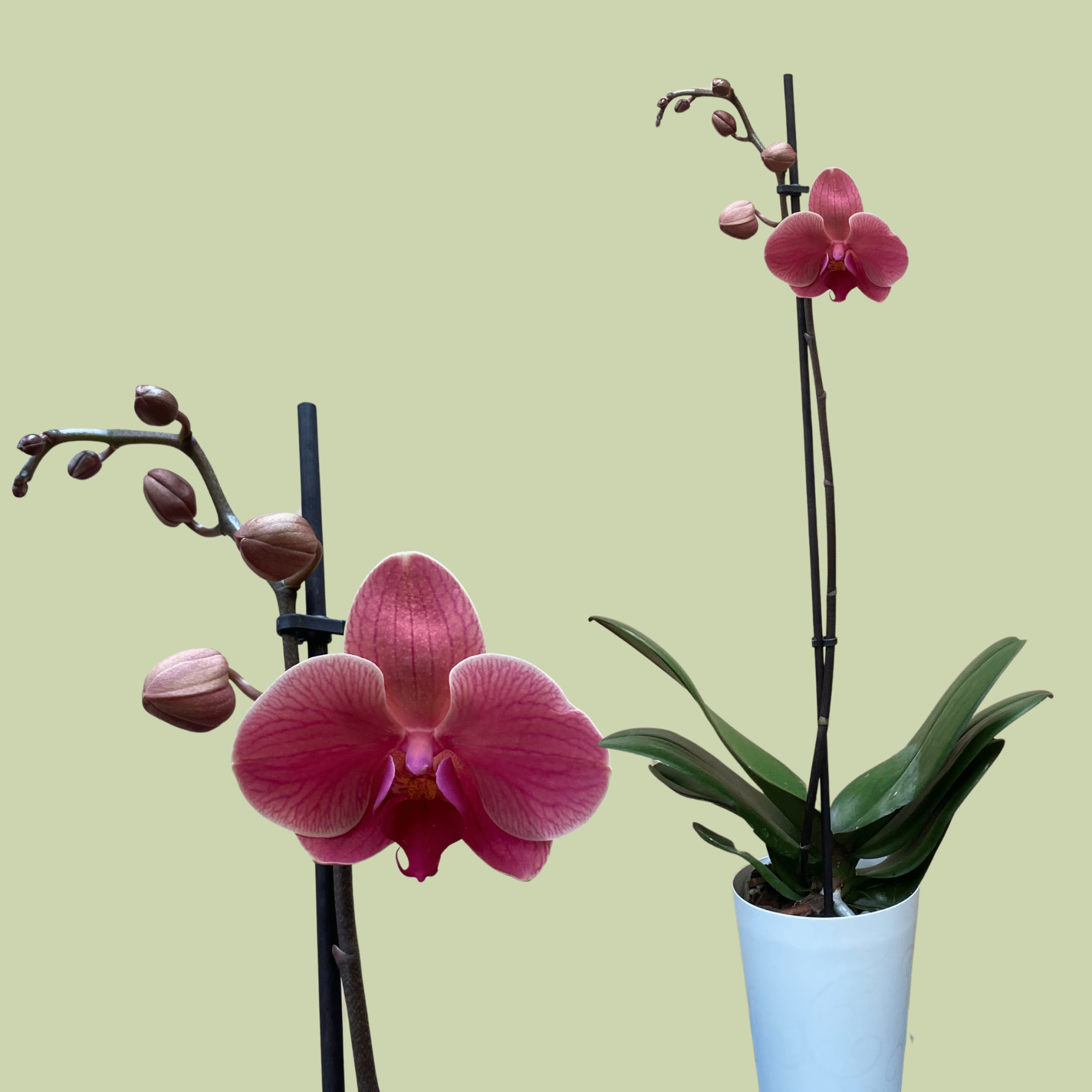 Phalaenopsis Orchid Single - The Flower Crate