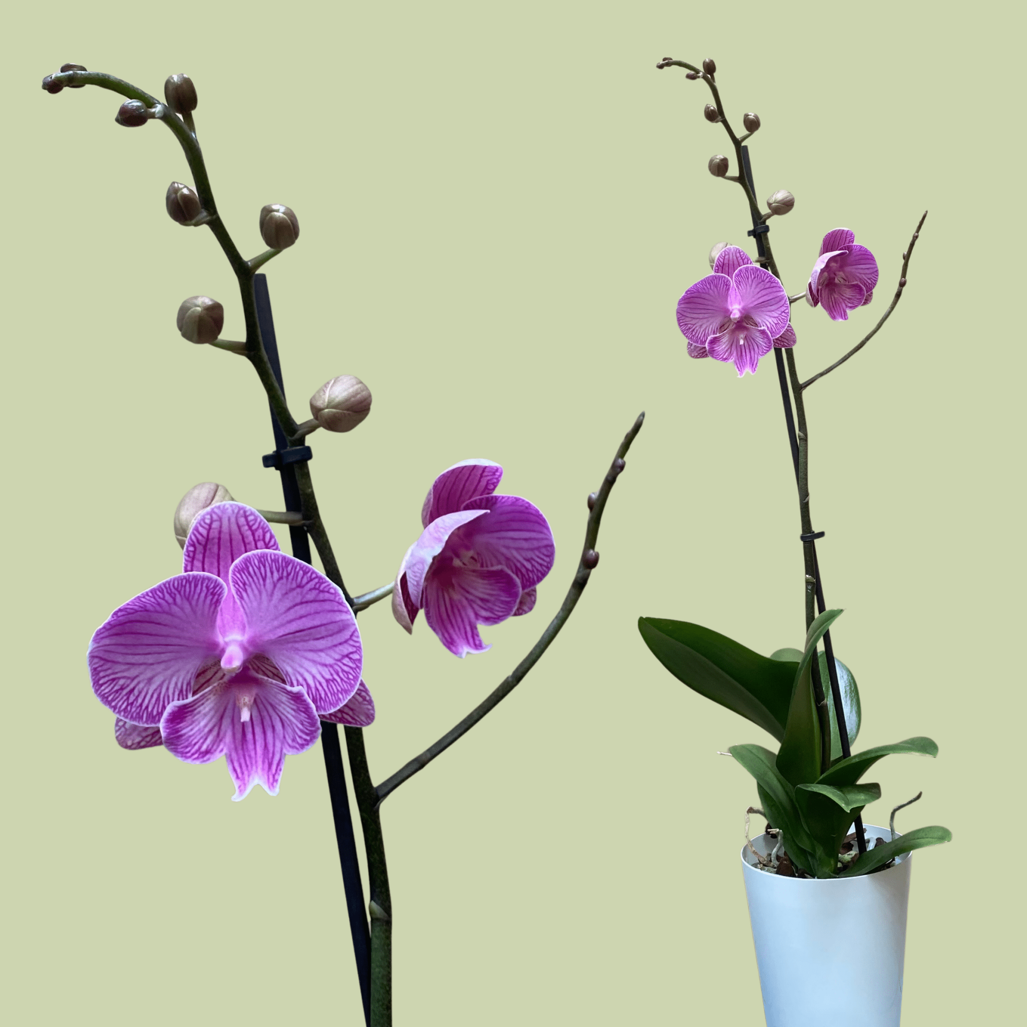 Phalaenopsis Orchid Single - The Flower Crate
