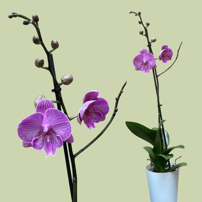 Phalaenopsis Orchid Single - The Flower Crate
