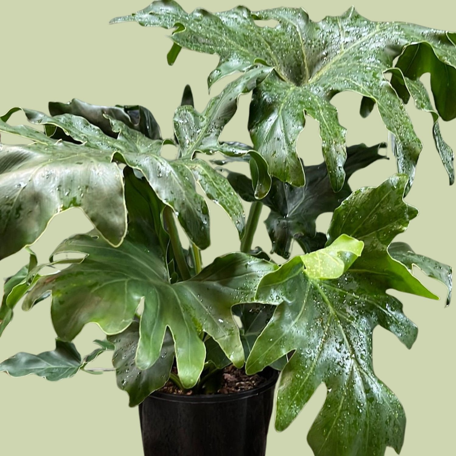 philodendron for sale nz Philodendron selloum