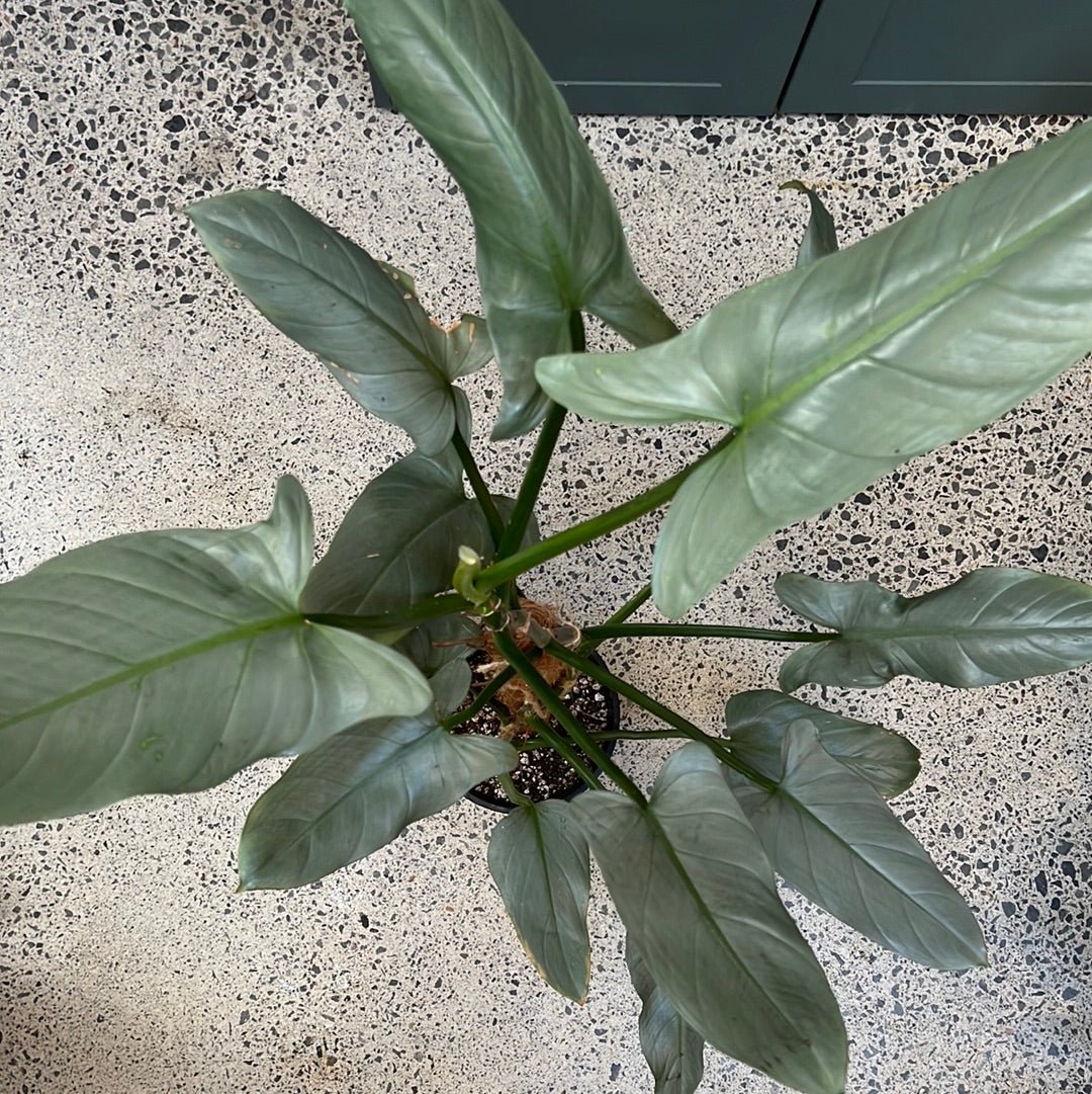silver arrow philodendron Philodendron Silver Arrow