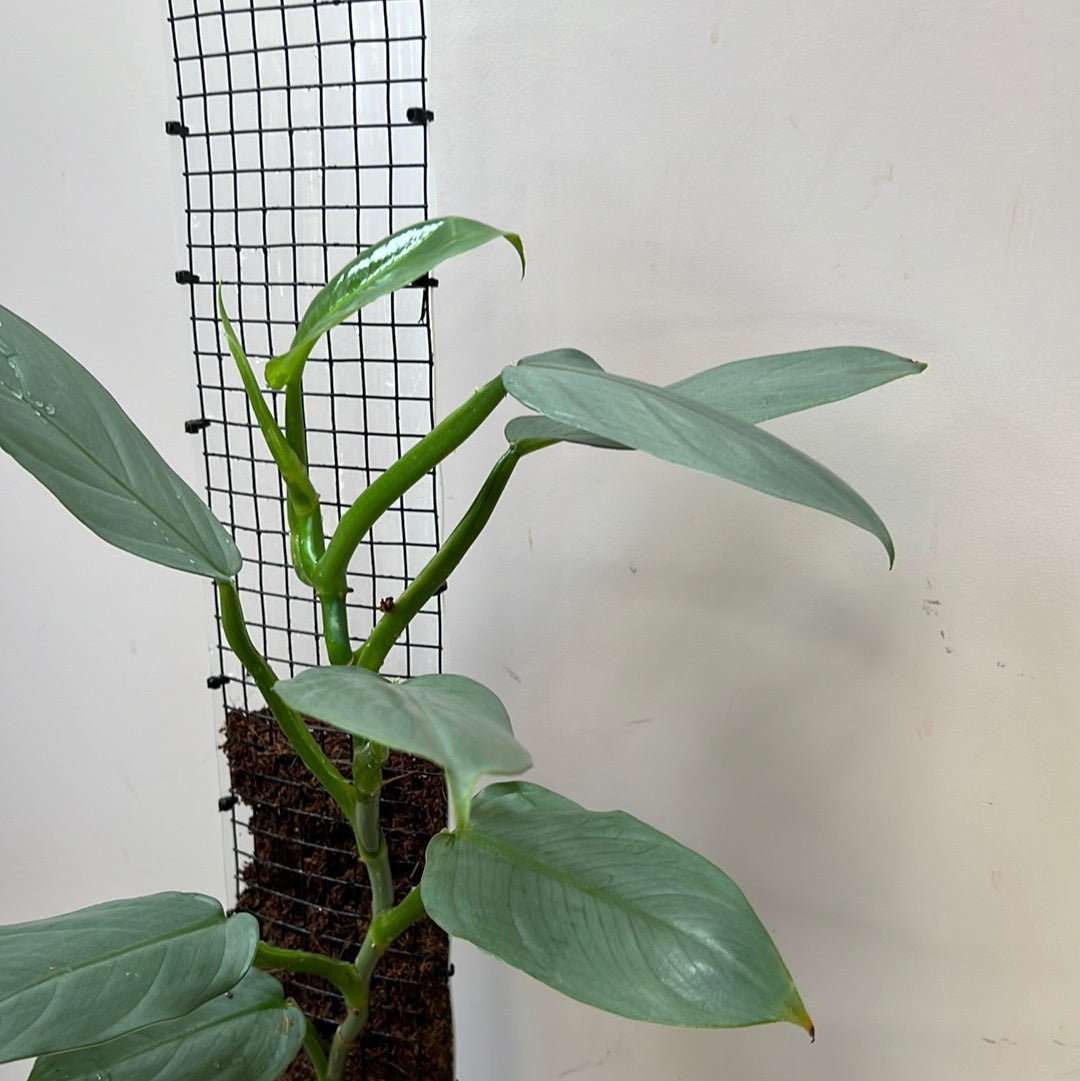 arrow philodendron Philodendron Silver Arrow