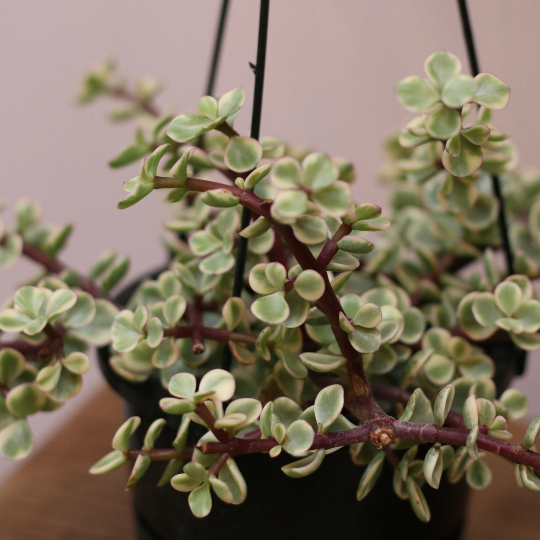 Portulacaria Varigata - The Flower Crate