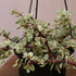 Portulacaria Varigata - The Flower Crate