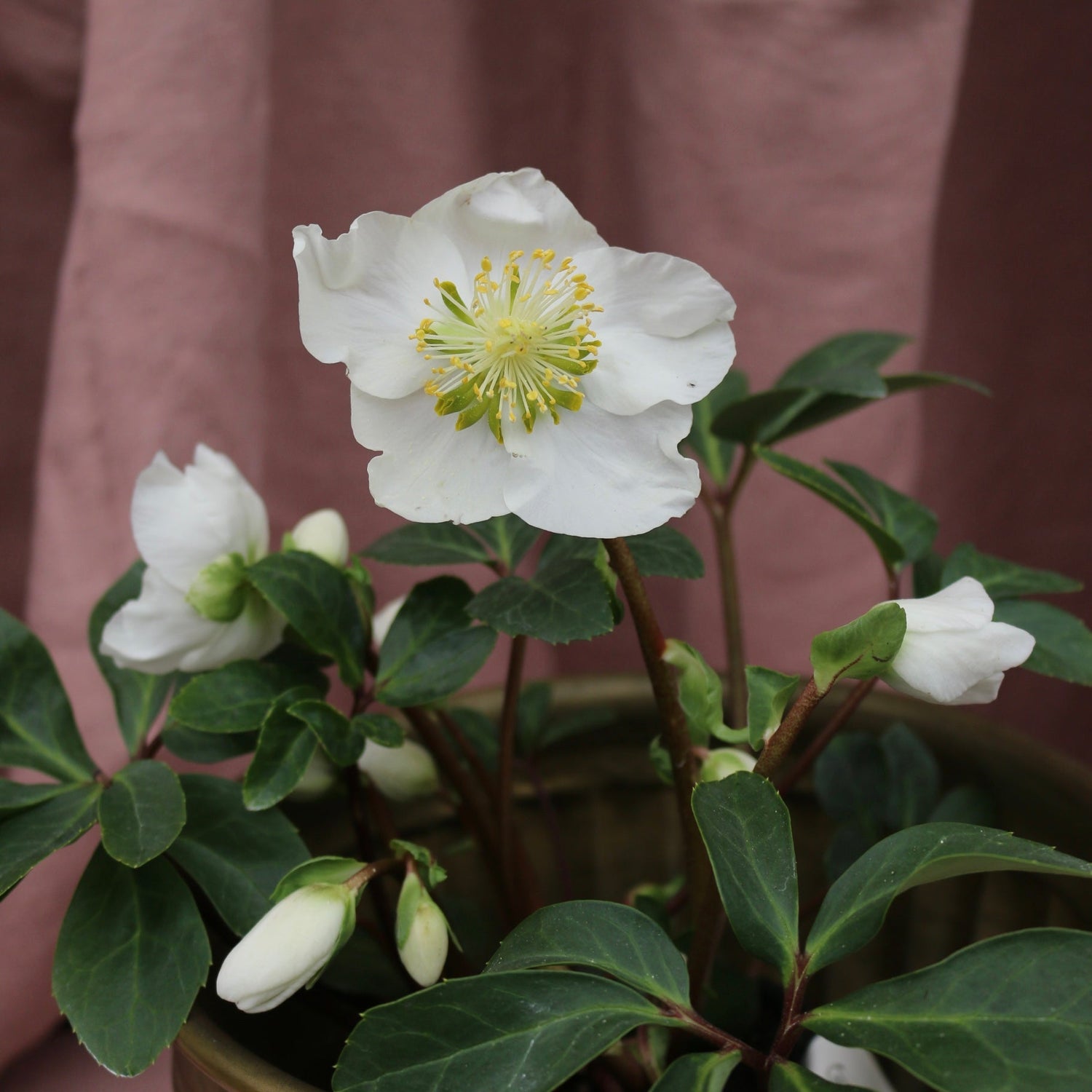 Potted Hellebores "White Magic" - The Flower Crate
